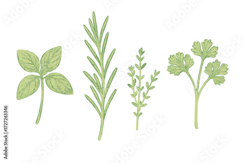 Fresh herbs including basil, rosemary, thyme, and cilantro arranged in a row against a white background