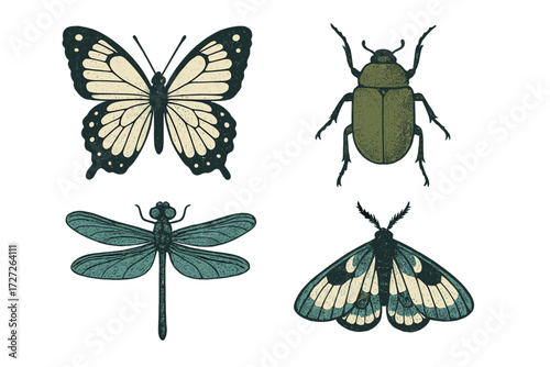 Butterfly, beetle, dragonfly, and moth illustrations showcasing diverse insect species in a detailed artistic style