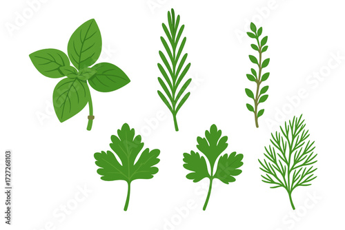Different types of fresh herbs displayed on a white background for culinary use in cooking and flavoring dishes