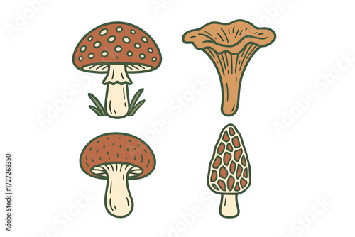 Different types of mushrooms drawn with simple lines in earthy colors
