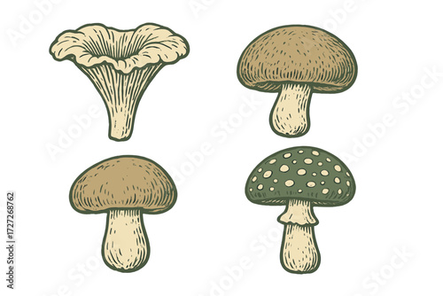 Different types of mushrooms illustrated with unique shapes and colors on a plain background