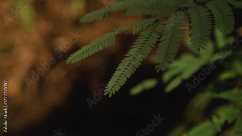 Summer fern green background. Green forest fern plant in atmospheric forest environment. Forest plants background. Plants in dark green color.