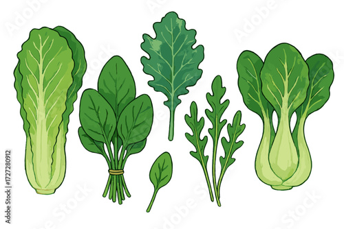 Fresh green vegetables including romaine, spinach, and arugula displayed on a clean white background