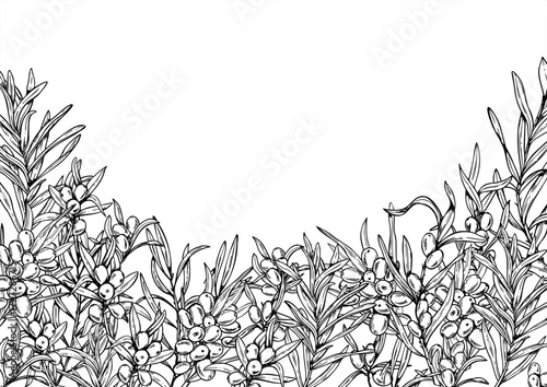 Baltic seaberries vector horizontal frame with empty space for text. Monochrome sea buckthorn plant outline drawing. Sand thorn berries with leaves frame for greeting cards, drink packaging