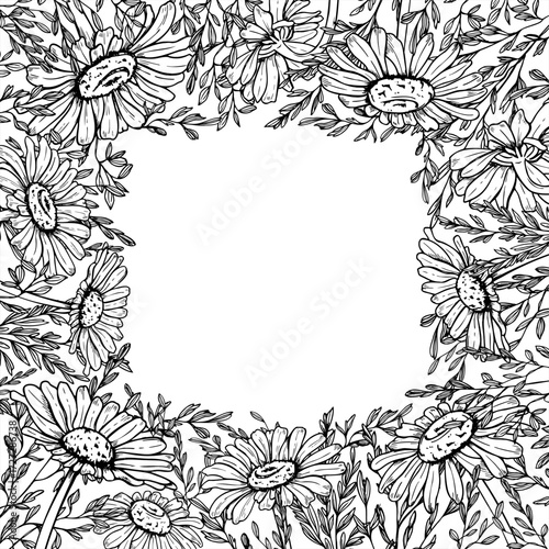 Monochrome meadow Daisy flowers and spikelet vector square frame frame with copy space for text. Hand drawn Chamomile, field grass spike etching drawing. For wedding invitation, greeting card
