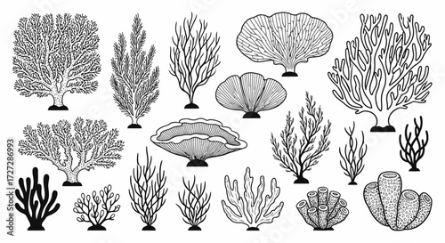 A collection of diverse coral species depicted in detailed black and white line art, showcasing various shapes and textures.