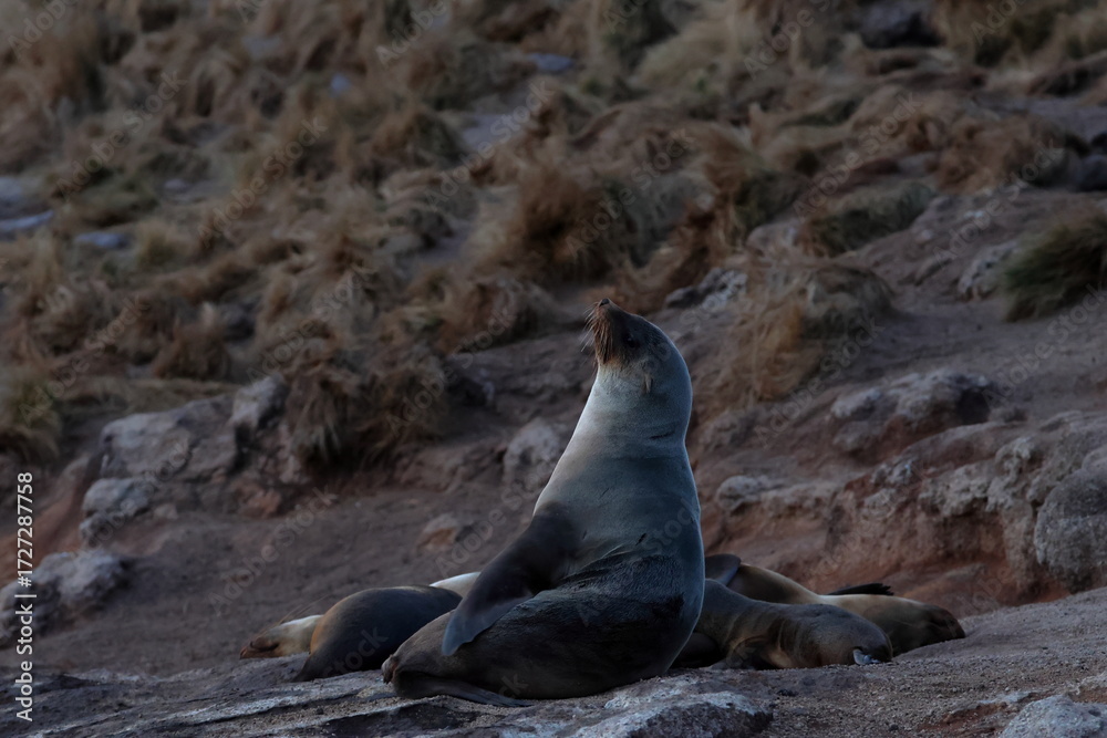 Fototapeta premium australian fur seal