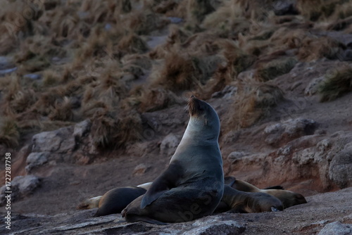 australian fur seal