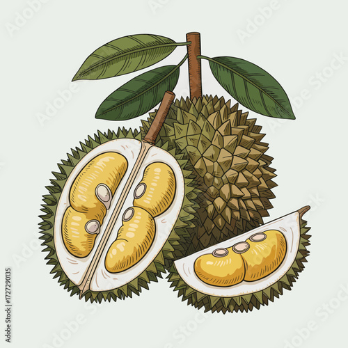 Exotic Durian Fruit Illustration with Thorny Husk and Creamy Yellow Flesh a Culinary Delicacy from Southeast Asia
