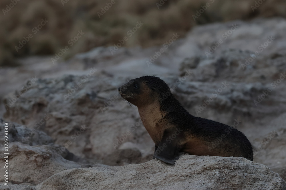 Obraz premium australian fur seal