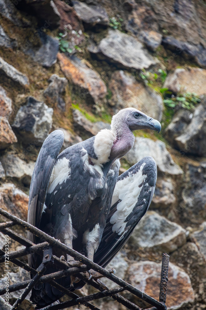 Obraz premium The white-rumped vulture (Gyps bengalensis) is an Old World vulture native to South and Southeast Asia. White-rumped vultures die of kidney failure caused by diclofenac poisoning. 