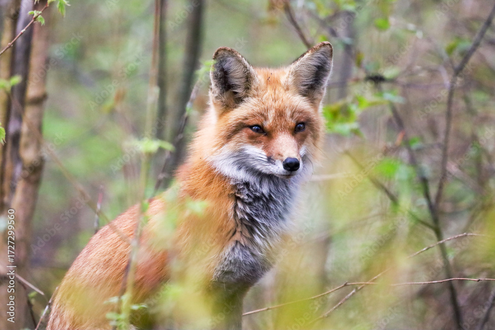 Naklejka premium red fox in the wild