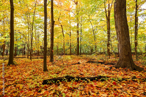 Beautiful fall forest in southern Ontario, Canada