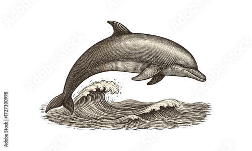 Vintage dolphin etching illustration featuring graceful marine life and ocean waves for art and design projects