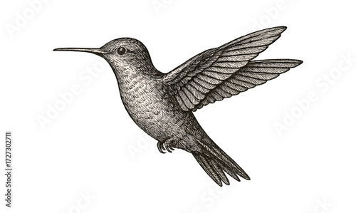 Vintage hummingbird etching illustration for nature enthusiasts and art collectors