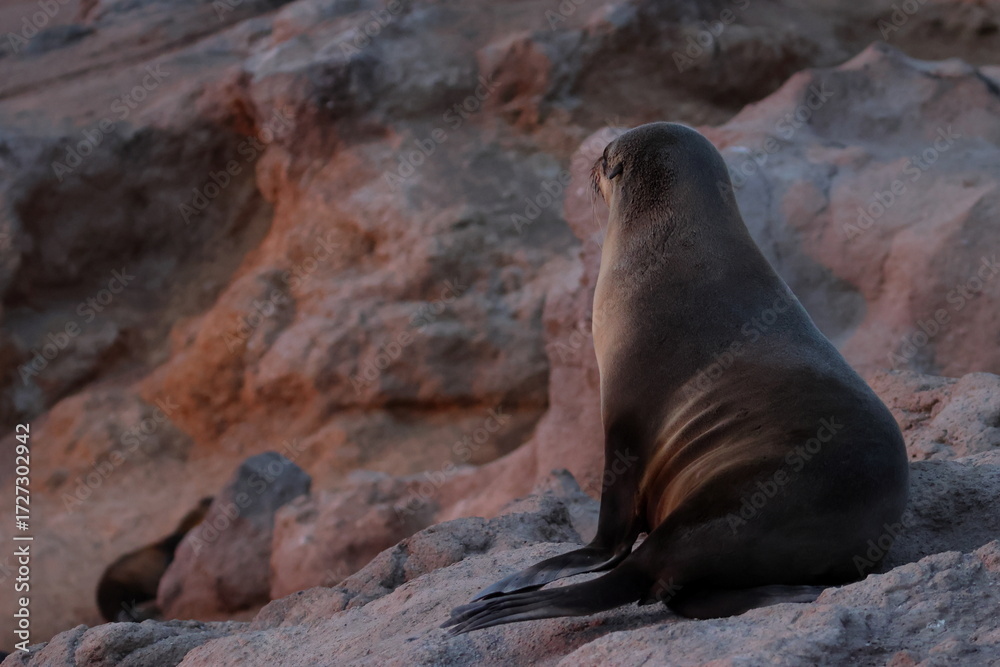 Naklejka premium australian fur seal