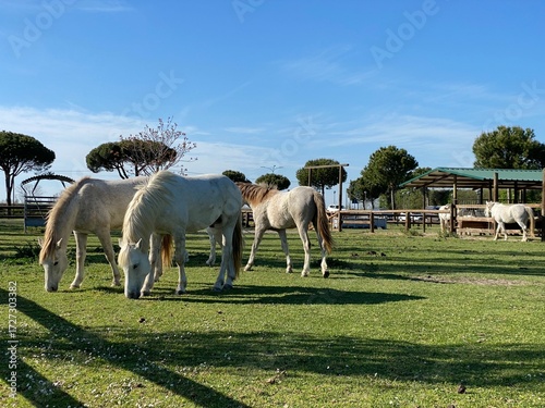 white horse in field