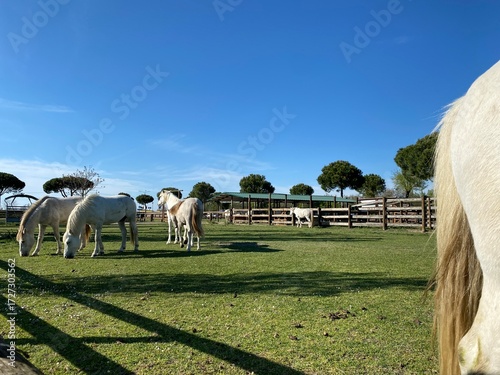 White horses grazing in a green pasture under blue sky