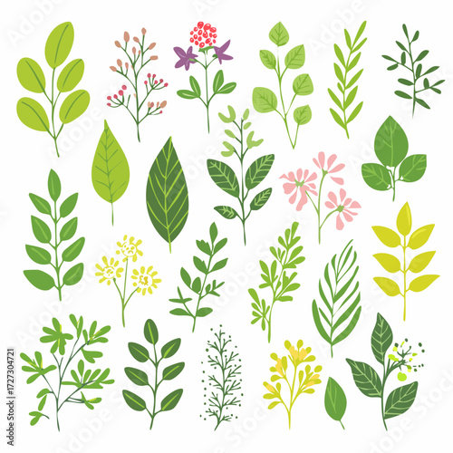 Collection of flower ilustrations
3