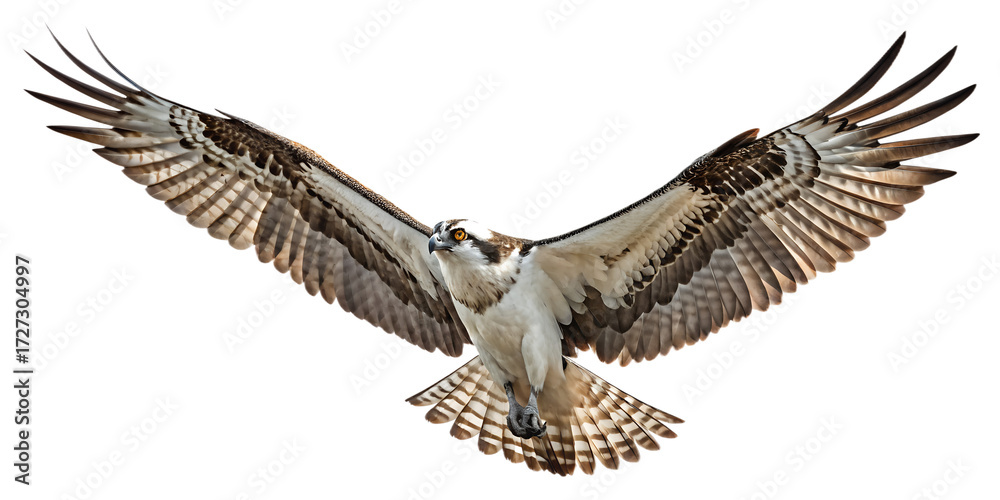 Fototapeta premium Osprey PNG – Realistic Flying Fishing Raptor on Transparent Background