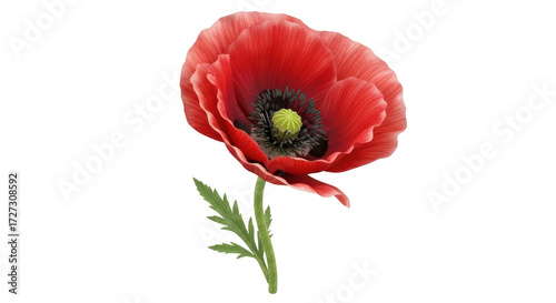 Isolated red poppy blossom on stem with foliage, vivid, floral decoration, summer flower