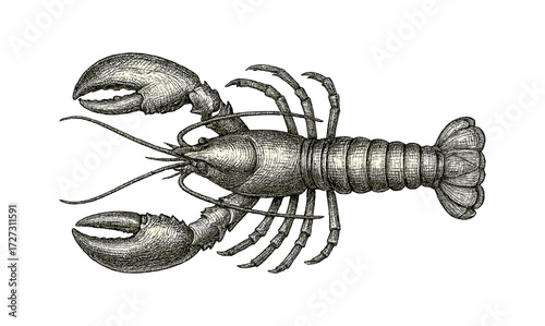 Detailed antique lobster engraving showcasing classic marine art style for vintage design projects