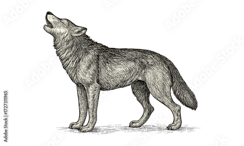 Antique howling wolf illustration on textured background for wildlife art enthusiasts