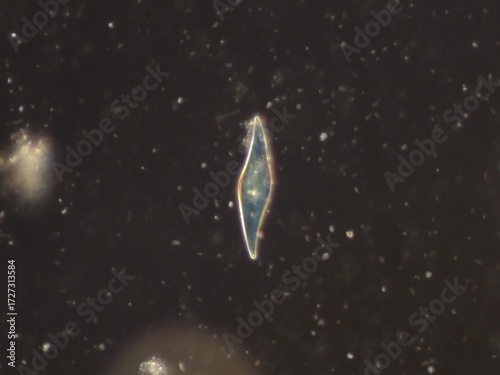 Fotografie Darkfield micrograph of Navicula diatom at 200x magnification