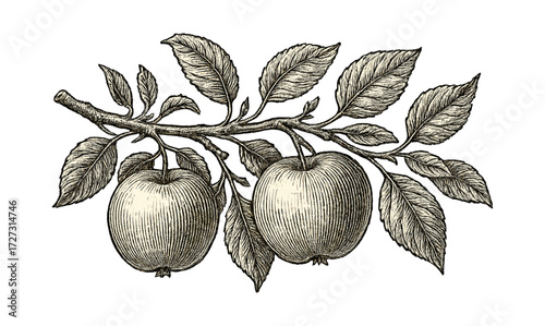 Vintage apple branch illustration with leaf details for botanical design