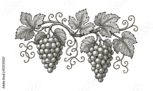 Vintage grapevine engraving illustration for classic wine-themed decor