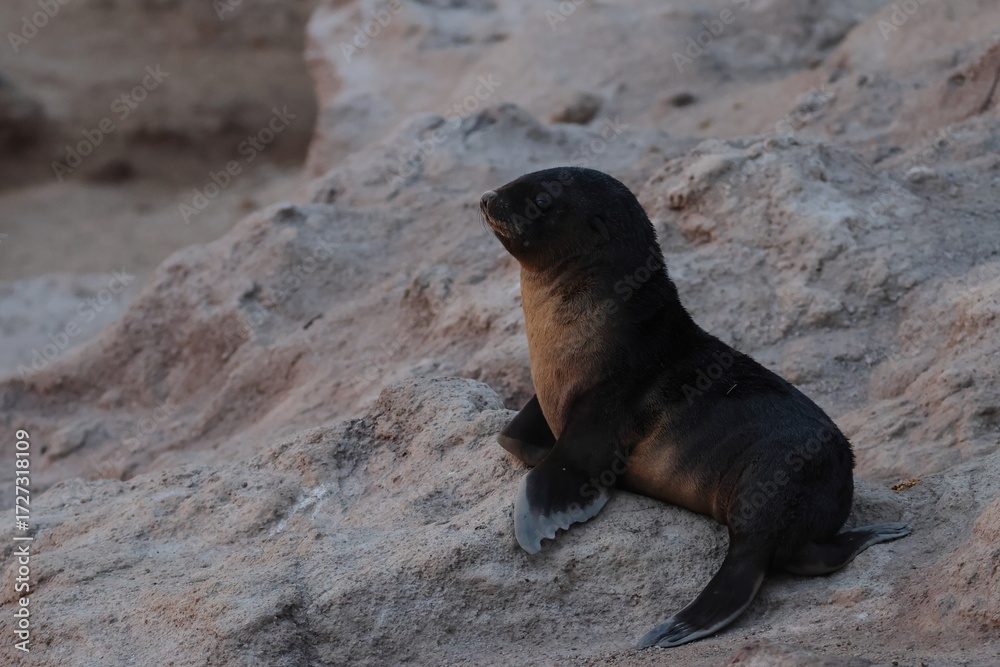 Fototapeta premium australian fur seal