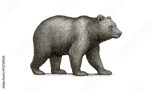 Vintage bear engraving illustration for nature and wildlife design