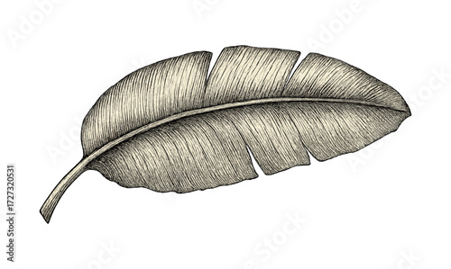 Antique banana leaf illustration on subtle background for design and decoration
