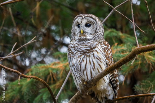 Barred Owl perched on a tree branch