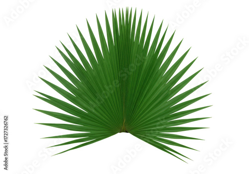Isolated green palm leaf tropical decorative natural exotic foliage plant decoration
