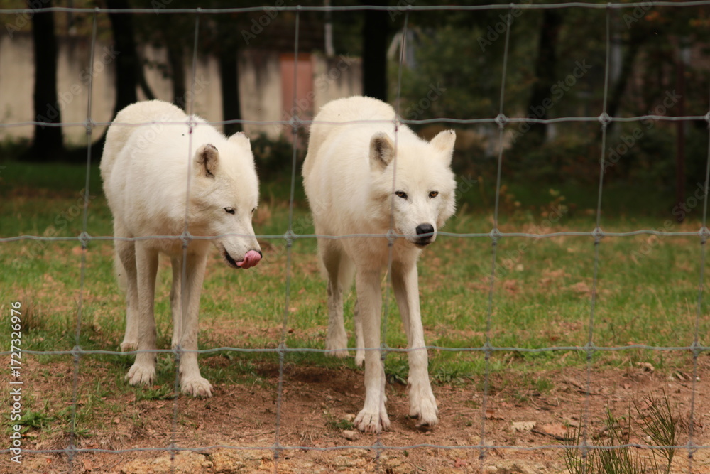 Obraz premium Deux loups arctiques blancs se tiennent dans un enclos grillagé. Leur regard perçant illustre la puissance, la résistance et la beauté sauvage de ces prédateurs du grand Nord.
