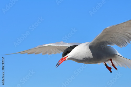 common tern
