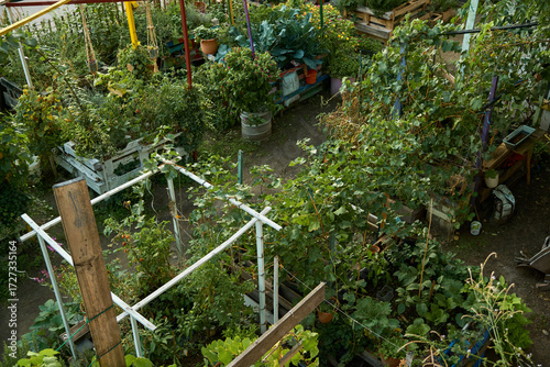 Top view of a vibrant urban garden in Vienna. Grapes, cherry tomatoes, peppers, cabbage, and many other plants grow together in wooden boxes, celebrating autumn harvest.