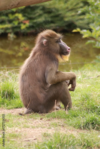 Un mandrill est assis dans l’herbe, observant attentivement son environnement. Ce primate coloré et puissant illustre la richesse, la force et la diversité de la faune africaine.