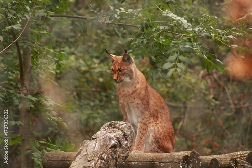 Un lynx observe attentivement son environnement, dissimulé dans la végétation. Ce grand félin d’Europe illustre la discrétion, la puissance et la beauté sauvage des forêts.