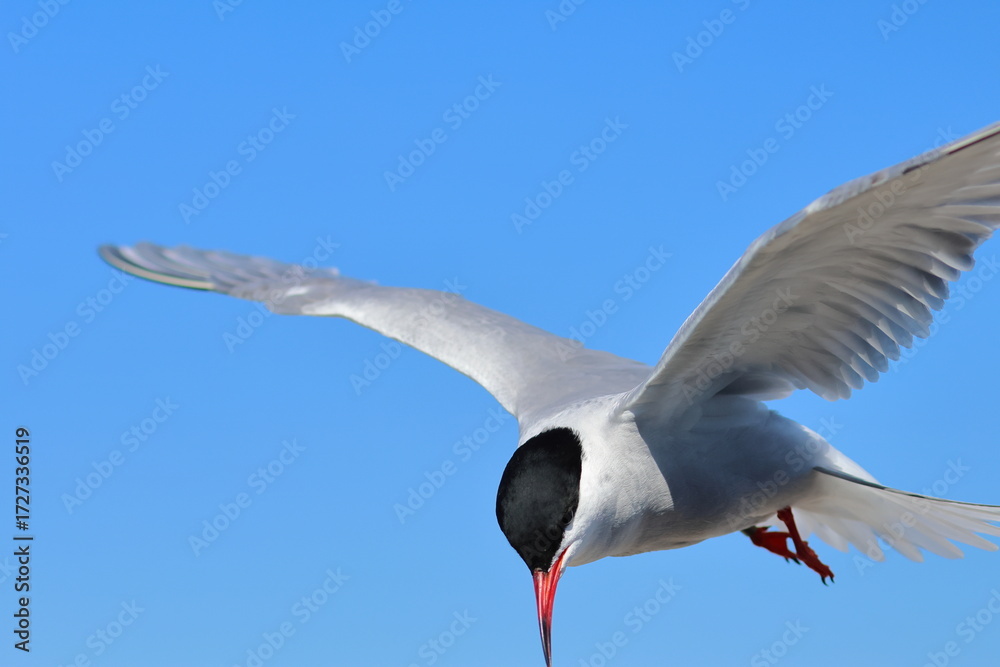 Obraz premium common tern