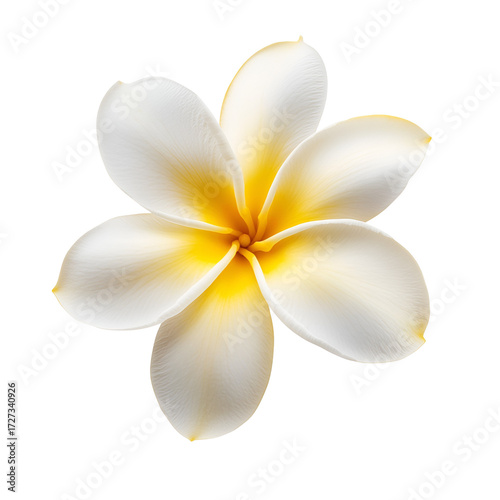 Frangipani flower isolated white petals yellow center on transparent background Plumeria bloom