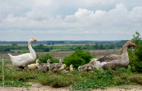 Foto Pair of geese leading their goslings across green grass in a scenic rural landsc