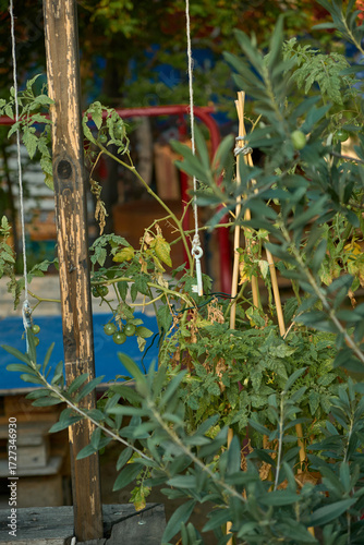 Vertical close-up of a cherry tomato branch tied with a key-shaped weight, seen through olive tree branches in an urban garden in Vienna. Cozy autumn vibes and lush greenery.