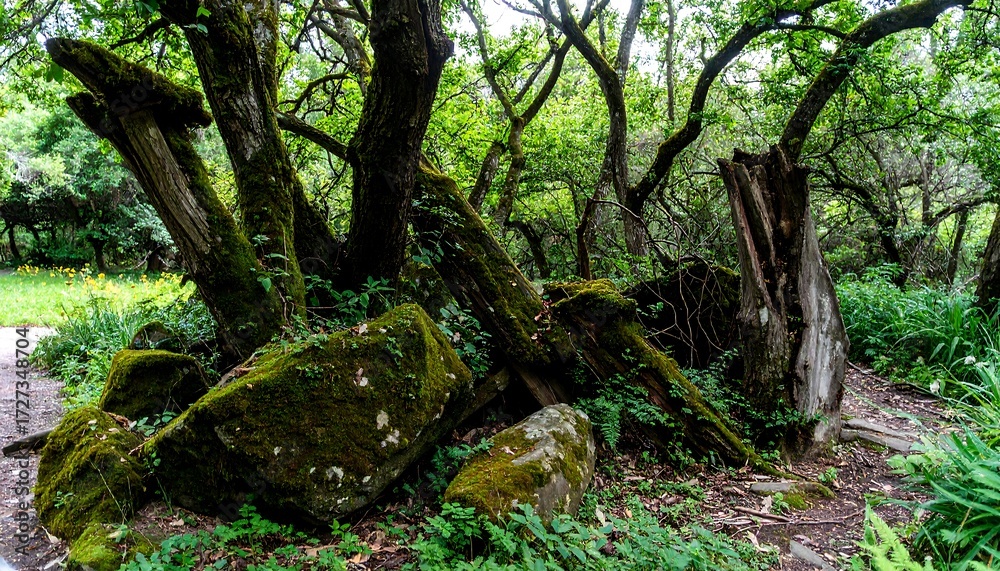 Naklejka premium A dense forest scene with mossy rocks