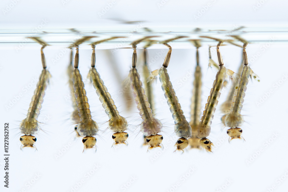 Naklejka premium Mosquito larvae hanging from water surface, showcasing their segmented bodies and bristles. image captures their aquatic environment
