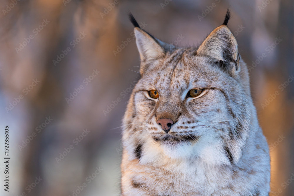 Fototapeta premium Majestic lynx in natural habitat