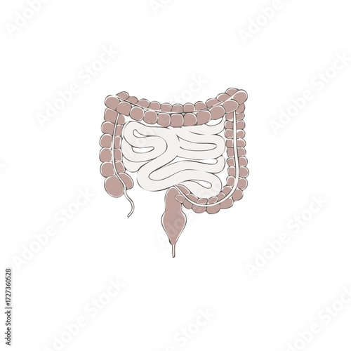 Human Intestine Anatomy Illustration, Digestive Tract System, Large and Small Bowel