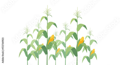 Cornfield illustration showing vibrant green leaves and yellow corn cobs in a sunny field.