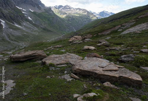 Natural variety found in an Alpine valley. Europe. They were mainly taken in the Gran Paradiso valley, Italy. They were taken during a 7-day hike. From 1800 to 3100 meters altitude. 